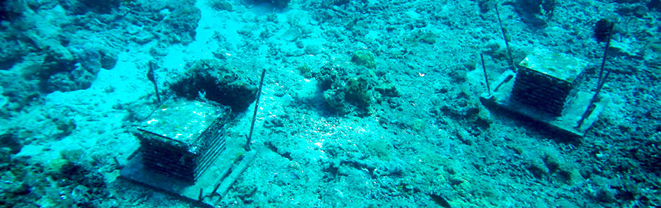 Coral Reef Biodiversity